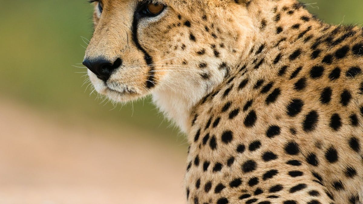 a cheetah sitting in a field