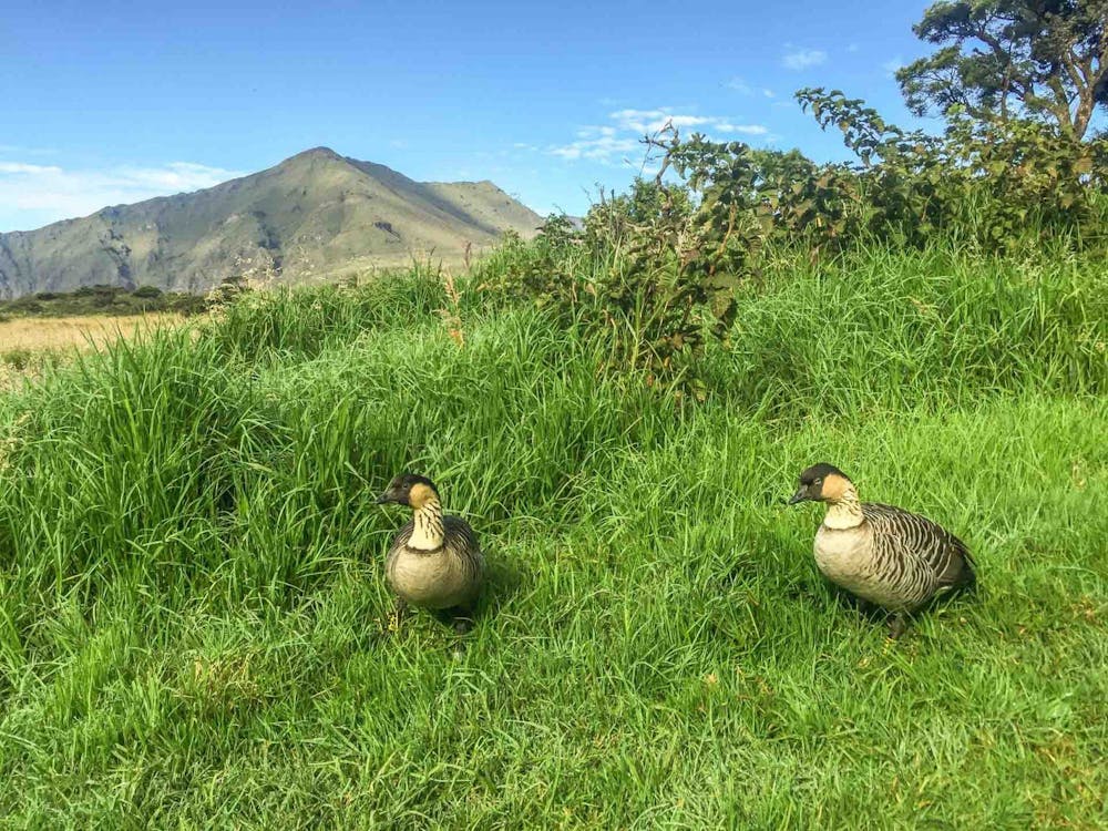 Haleakala Plants & Animals | Guide by Valley Isle Excursions