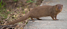 The mongoose