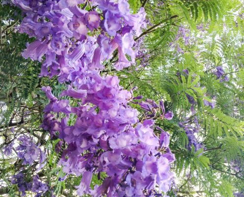 Trees Of Maui 