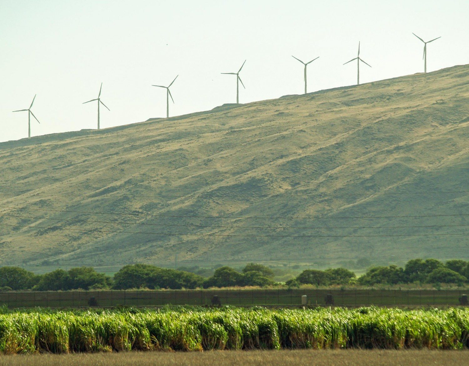 The History Of Sugar Cane On Maui 