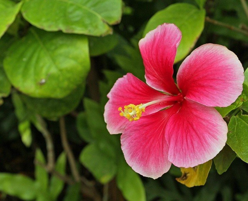 Hawaiian Flowers Found On Maui | All That Flowers In Hawaii