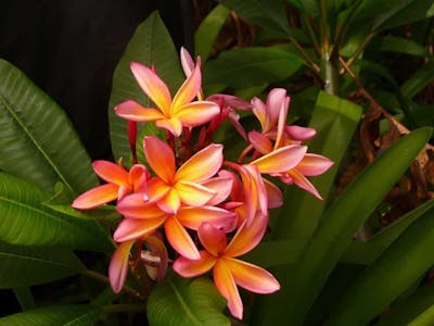 Maui Protea Flower Plants – Lehua's Forest, Flower Arrangements