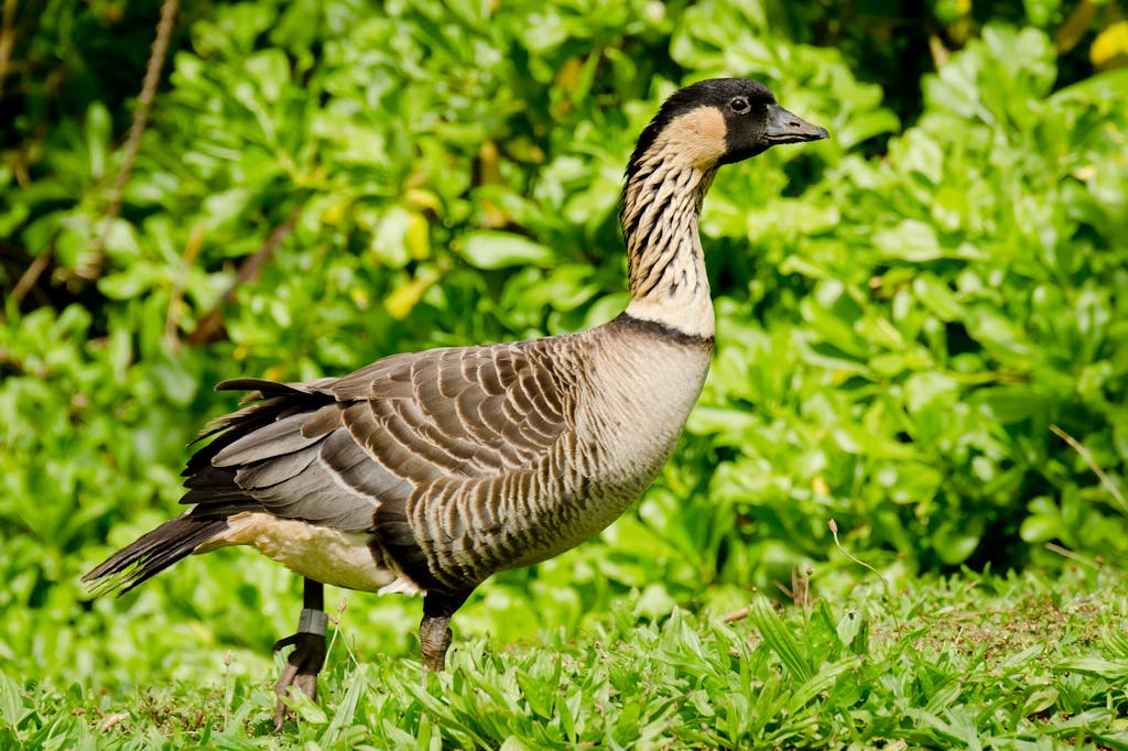 Endangered Native Hawaiian Goose nene
