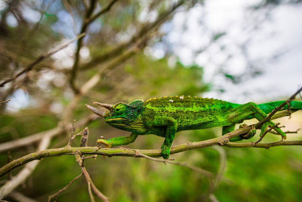 Jackson's Chameleon on a tree branch in Maui, Hawaii