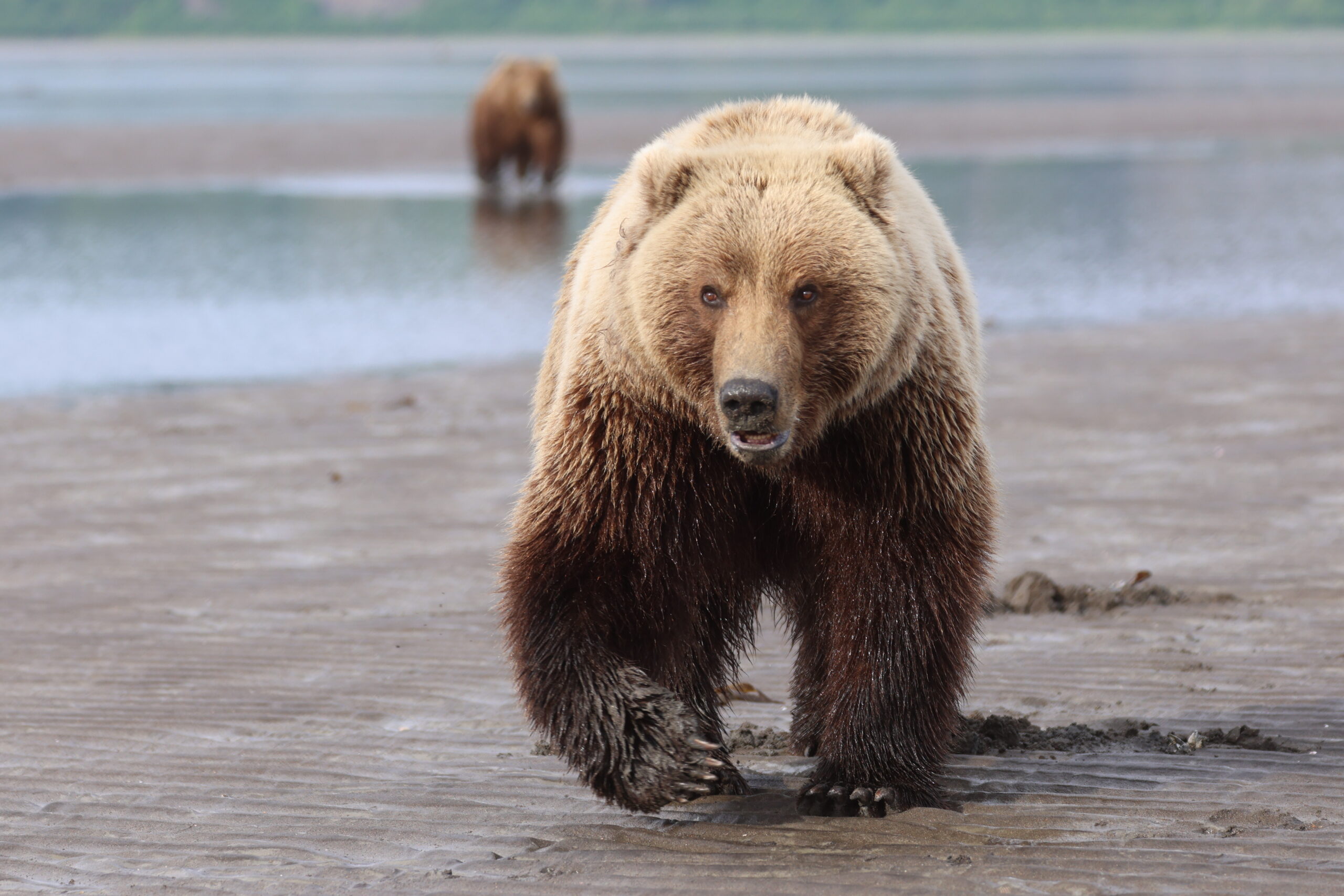 About Us | Scenic Bear Viewing