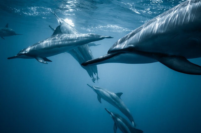 Dolphin Encounter in Kona