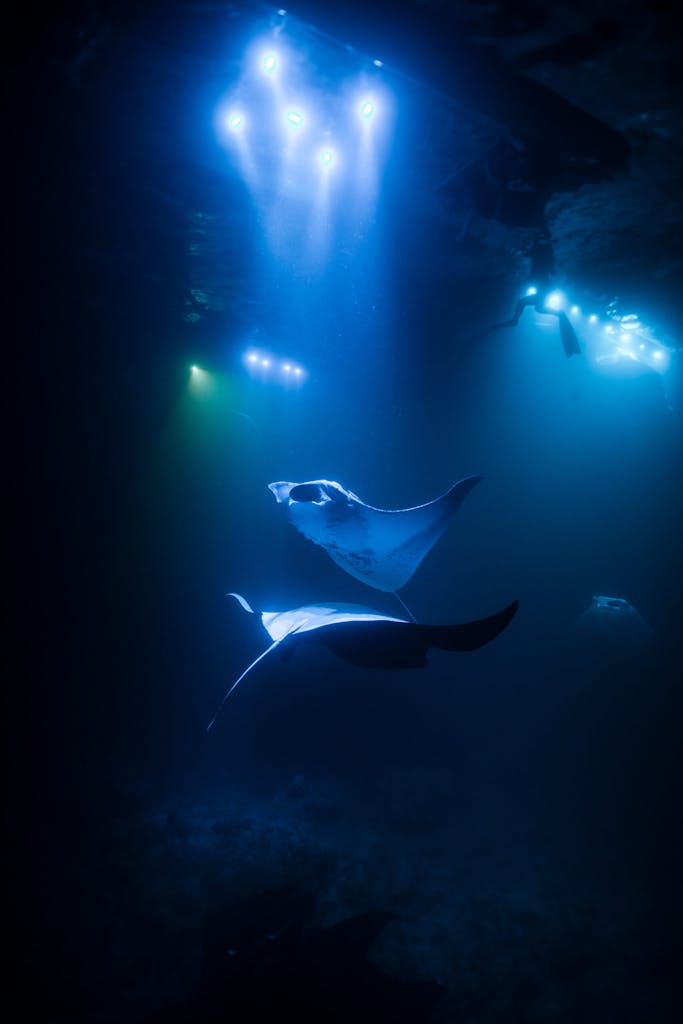 which company is the best for manta ray snorkeling in Kona