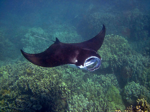 What's The Best Manta Ray Tour In Hawaii 1