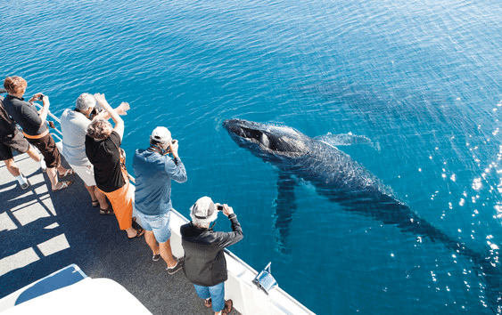 Kona whale watching tours