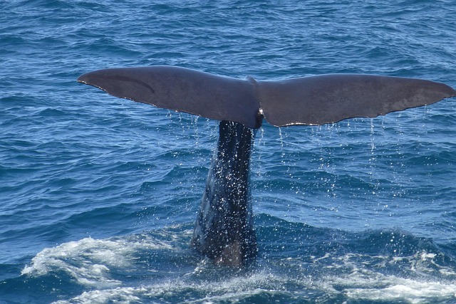 Whale Watching Tours In Kona