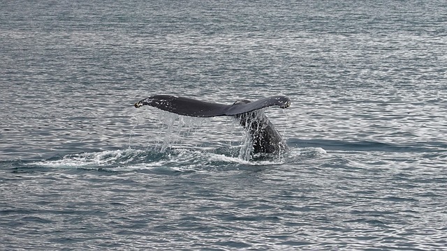 Hawaii Whale Watching Tours Tips