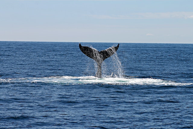 whale watching season in hawaii 