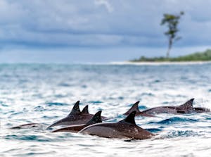 dolphin pod swimming hawaii big island kona spinner dolphins