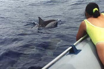 Dolphin watching tours Big Island
