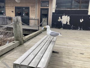 a bird sitting on top of a wooden bench