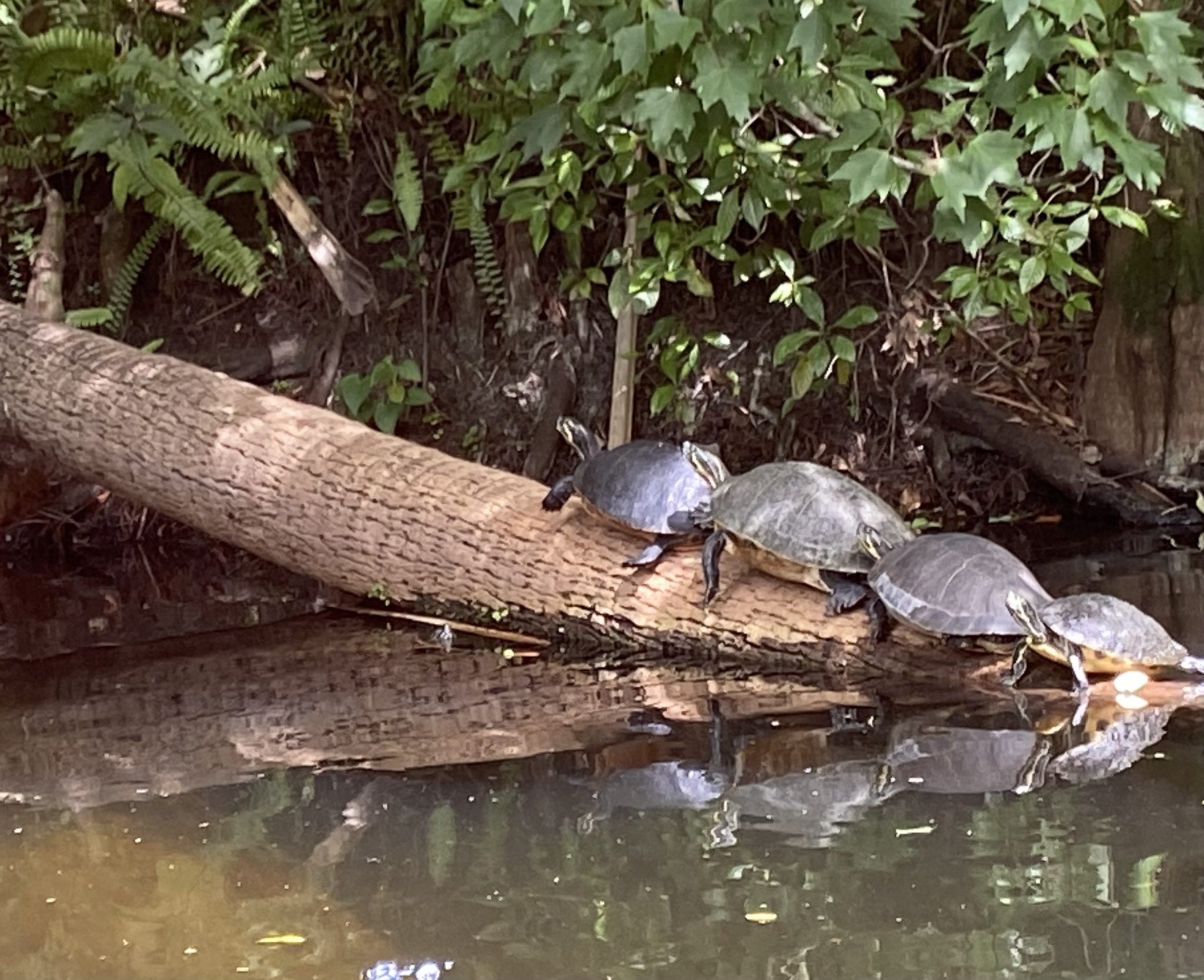 Pontiki Jupiter - World Turtle Day Boat Cruise on Jupiter Inlet