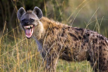 a hyena standing on grass
