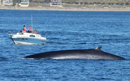 fin whale