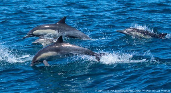 common dolphin baby