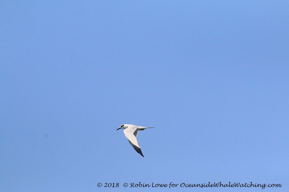 Juvenile Forsters Tern