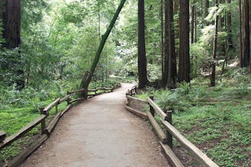path through muir woods