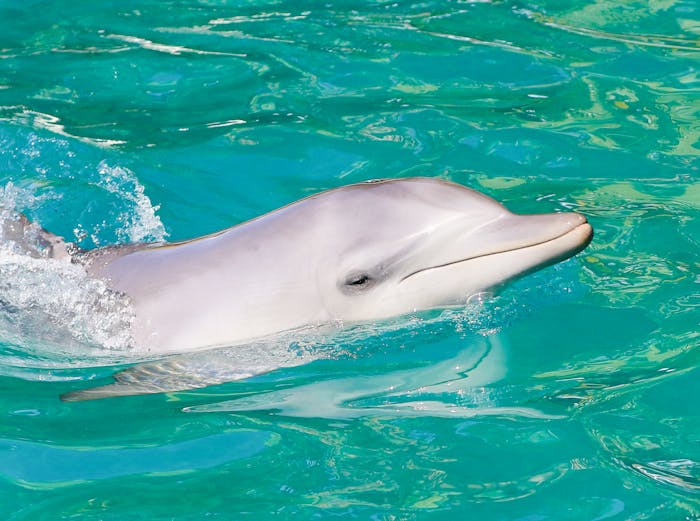 Dolphin Cruises - Nelson Bay, New South Wales | Moonshadow - TQC Cruises