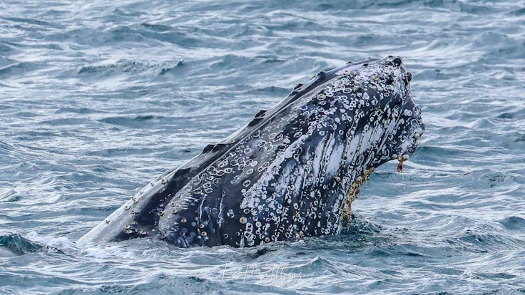 Whale Watching Moonshadow TQC Cruises Port Stephens