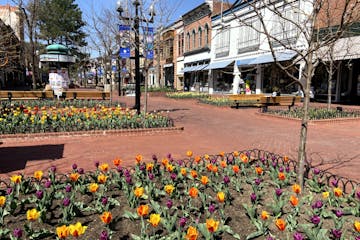 a colorful flower in front of Pearl Street Mall
