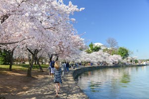 People taking a stroll around the river and cherry blossoms