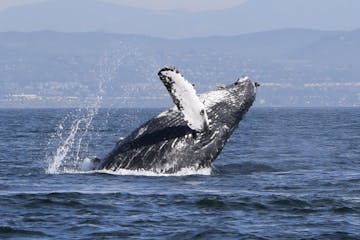 a whale jumping out of the water with a mountain in the background