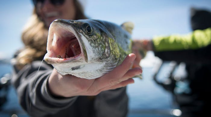  Lake Tahoe Fish Species | Tahoe Sport Fishing 