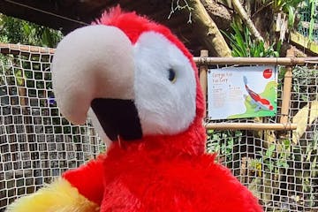 a colourful Macaw stuffed toy sitting upright