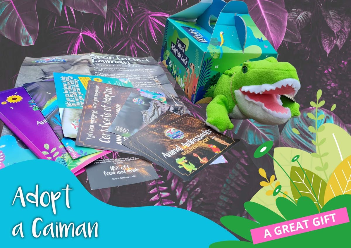 Adopt a Caiman stuffed toy in a box with its contents displayed alongside