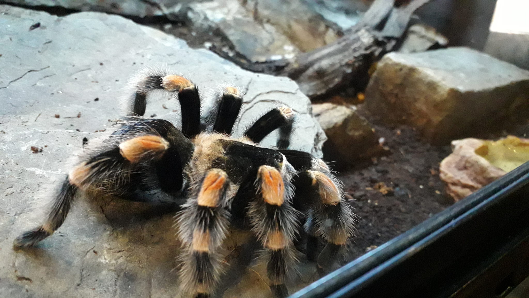 TARANTULA TIME! | Plantasia Tropical Zoo