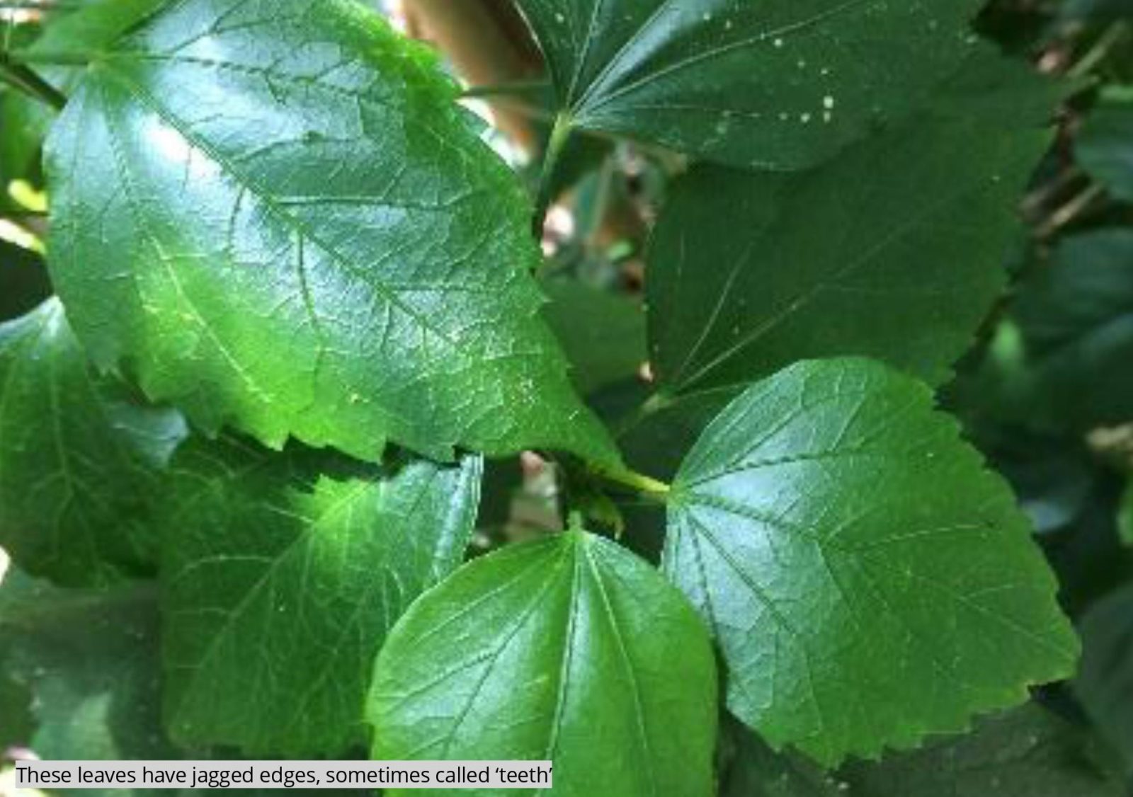 lots-of-leaves-plantasia-tropical-zoo