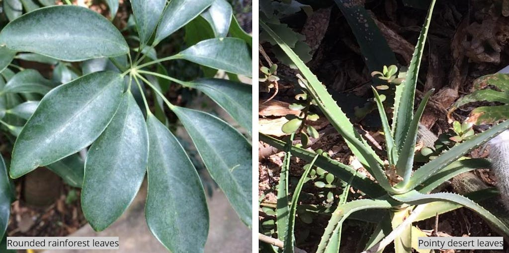 a close up of two plants with rounded rainforest leaves and pointy desert leaves