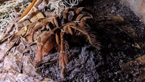 a close up of a goliath birdeater tarantula