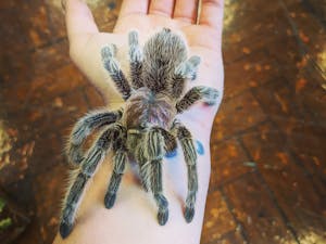 a chilean rose tarantula on a hand