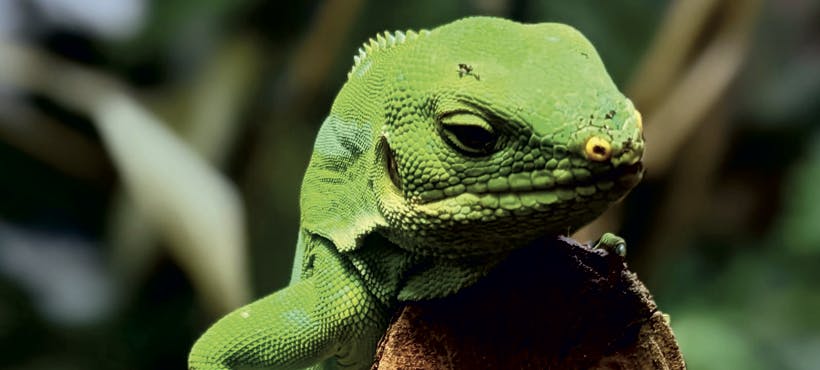 A close up of a green Fiji Banded Iguana on a stick