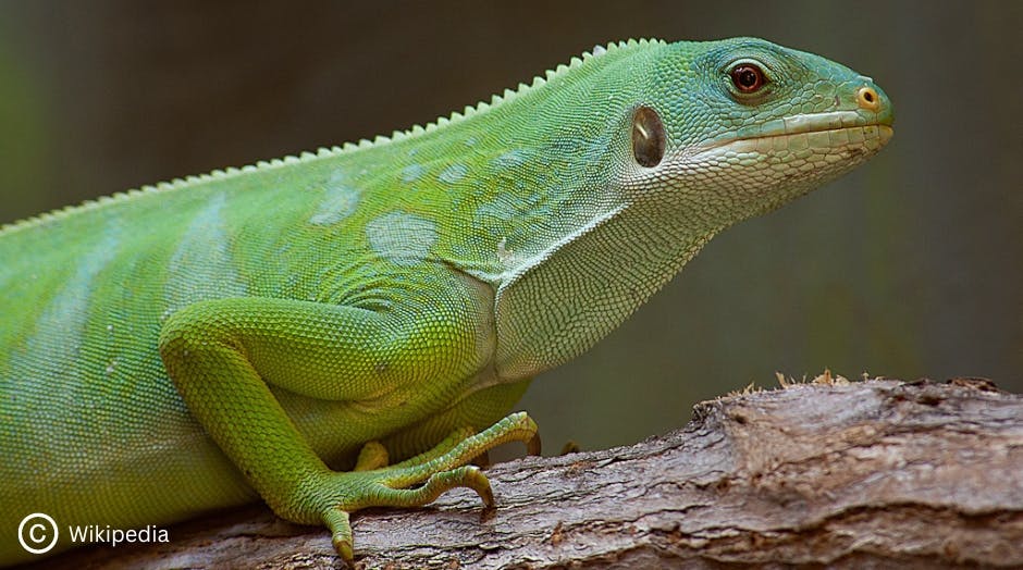 a close up of a female fiji banded iguana