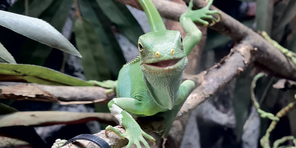 A fiji banded iguana facing the camera, on a branch, and smiling!