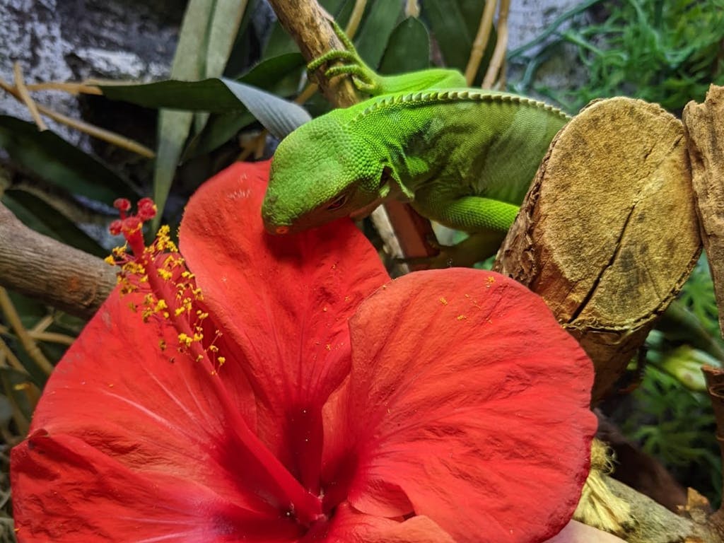 a close up of a Fiji banded iguana eating a red hibiscus flower