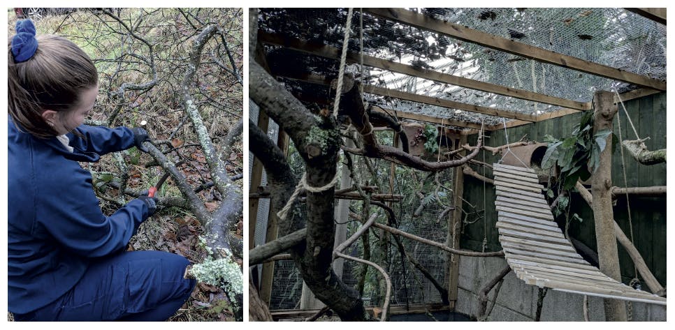 An image of a girl sawing wood for an animal enclosure, next to the finished article