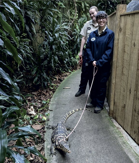 Two zookeepers taking the Asian Water Monitor for a walk on a pink lead and harness in a tropical zoo