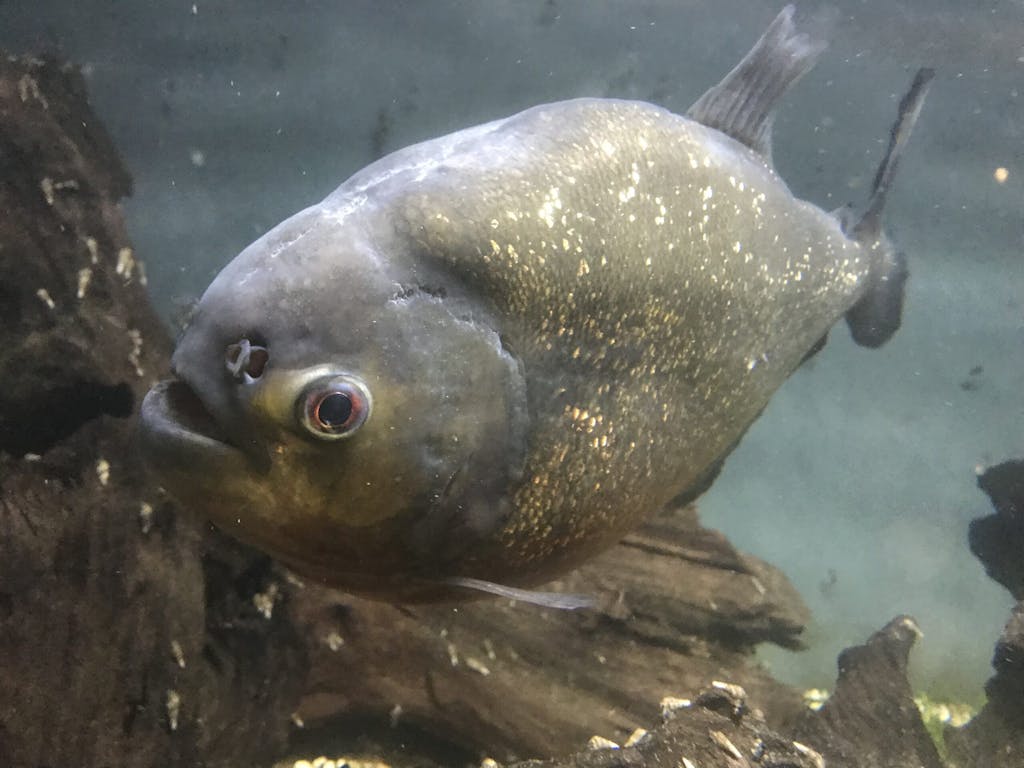 a close up of a Piranha swimming under water