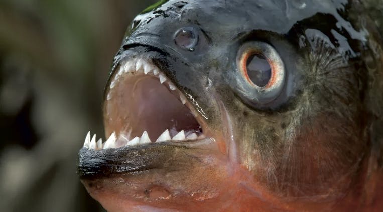 a close up of a piranha fish courtesy of https://animals.howstuffworks.com/fish/piranha.htm