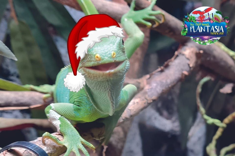 A Lau Banded Iguana with an illustrated santa hat on it's head, sitting on a branch. Plantasia Tropical Zoo logo top right
