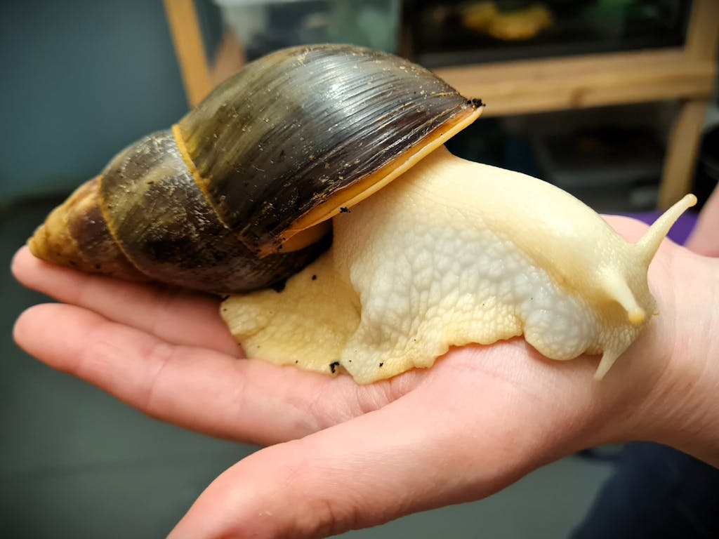 a hand holding a giant african land snail