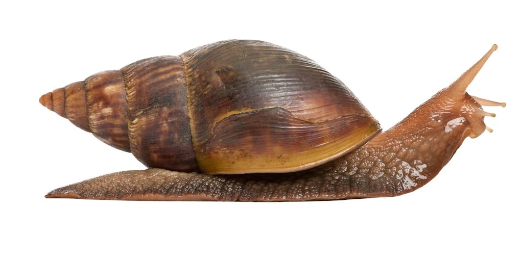 a close up of a giant African land snail on a white background